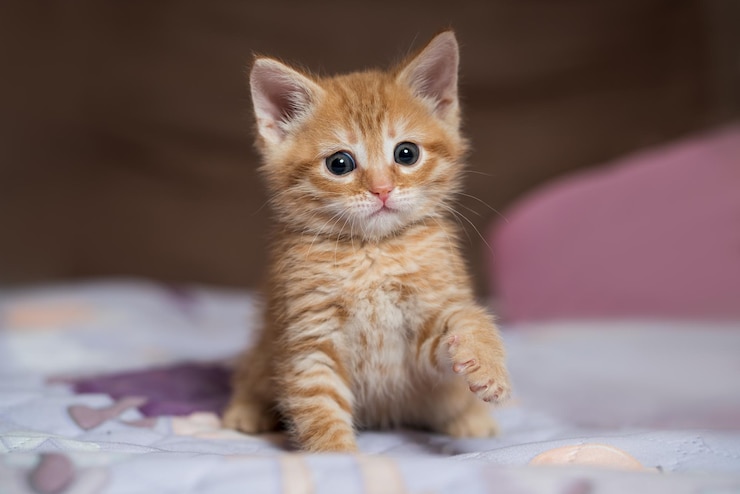 little-ginger-british-shorthair-kitten-playing-home_421422-1734 (1).jpg