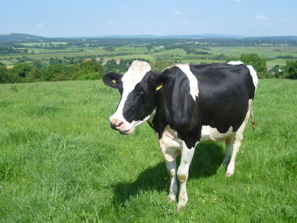 Cow_looking_at_the_South_Downs_Way_-_geograph.org.uk_-_4038751.jpg